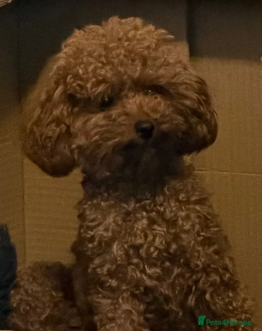 Toy Poodle dogs for sale: Tiny Asian Poodle puppy’s  - Advert 2