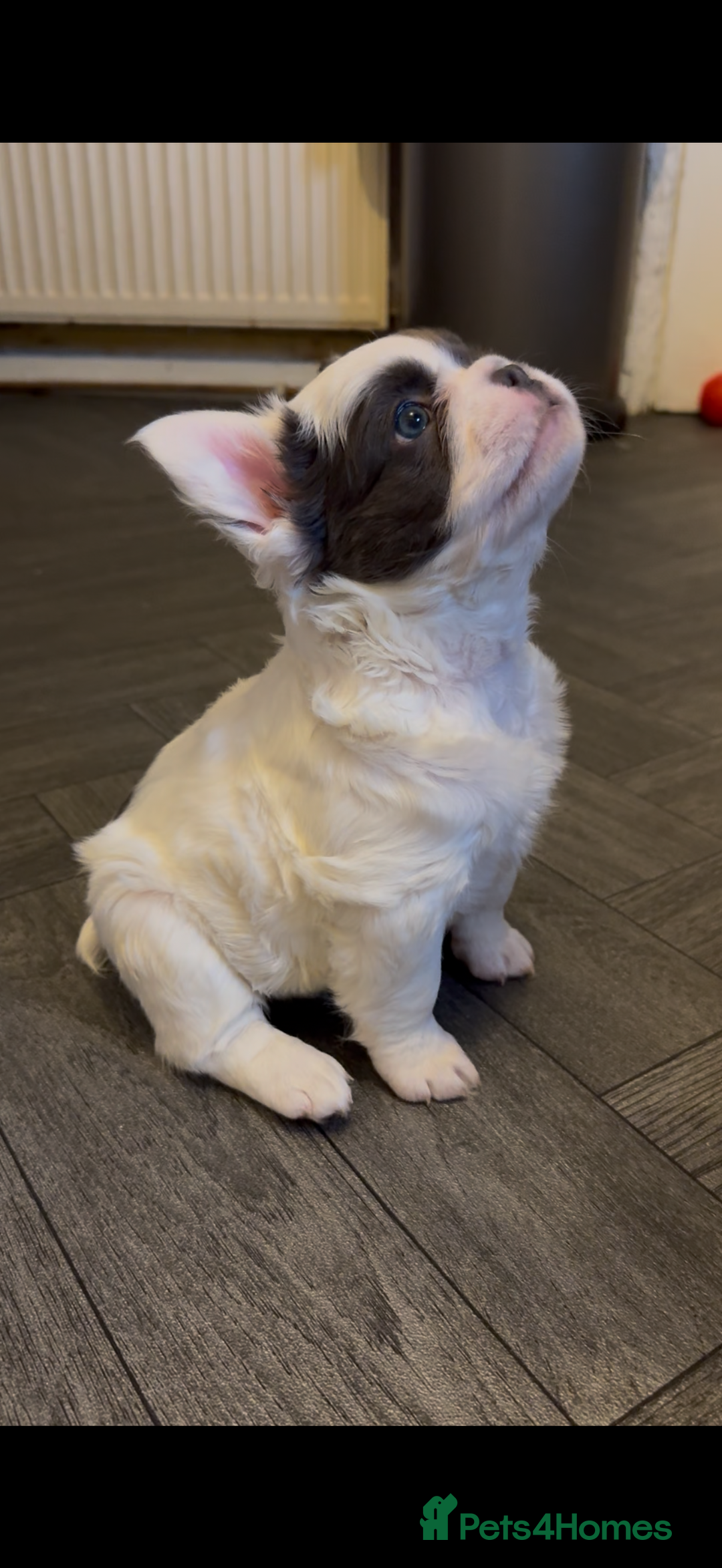 French Bulldog dogs for sale: Fluffy f - Advert 4
