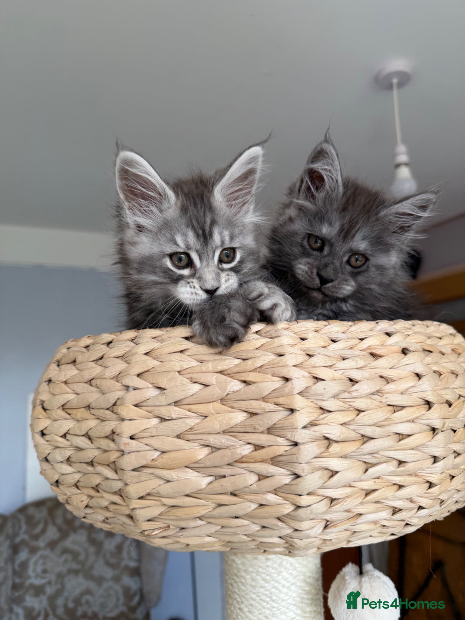 Maine Coon cats TICA, Maine Coon Kittens, Ready for Reservation!  - Advert 5