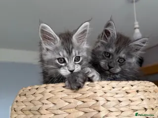 Maine Coon cats TICA, Maine Coon Kittens, Ready for Reservation! - Advert 5