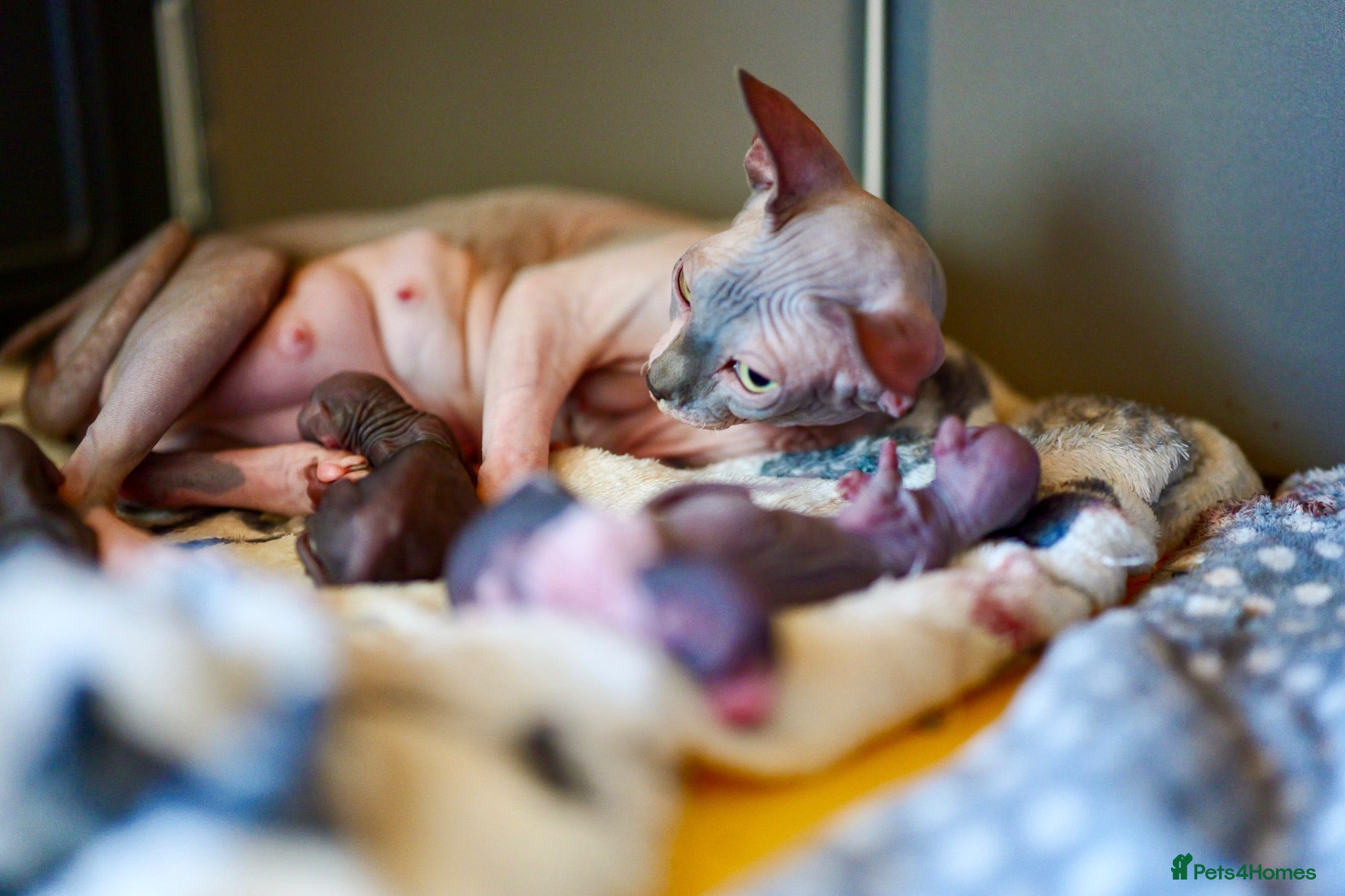 Sphynx cats Two male Sphynx Kittens  - Advert 1