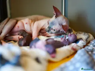 Sphynx cats Two male Sphynx Kittens - Advert 11