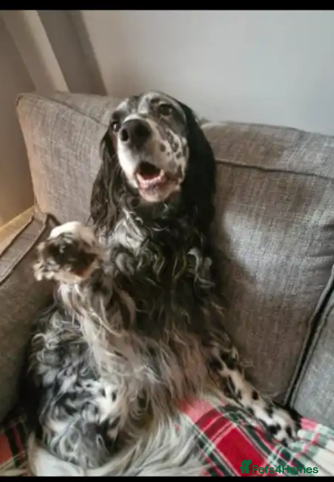 English Setter dogs for adoption: Evo   - Advert 1