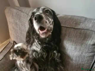 English Setter dogs Evo - Advert 1