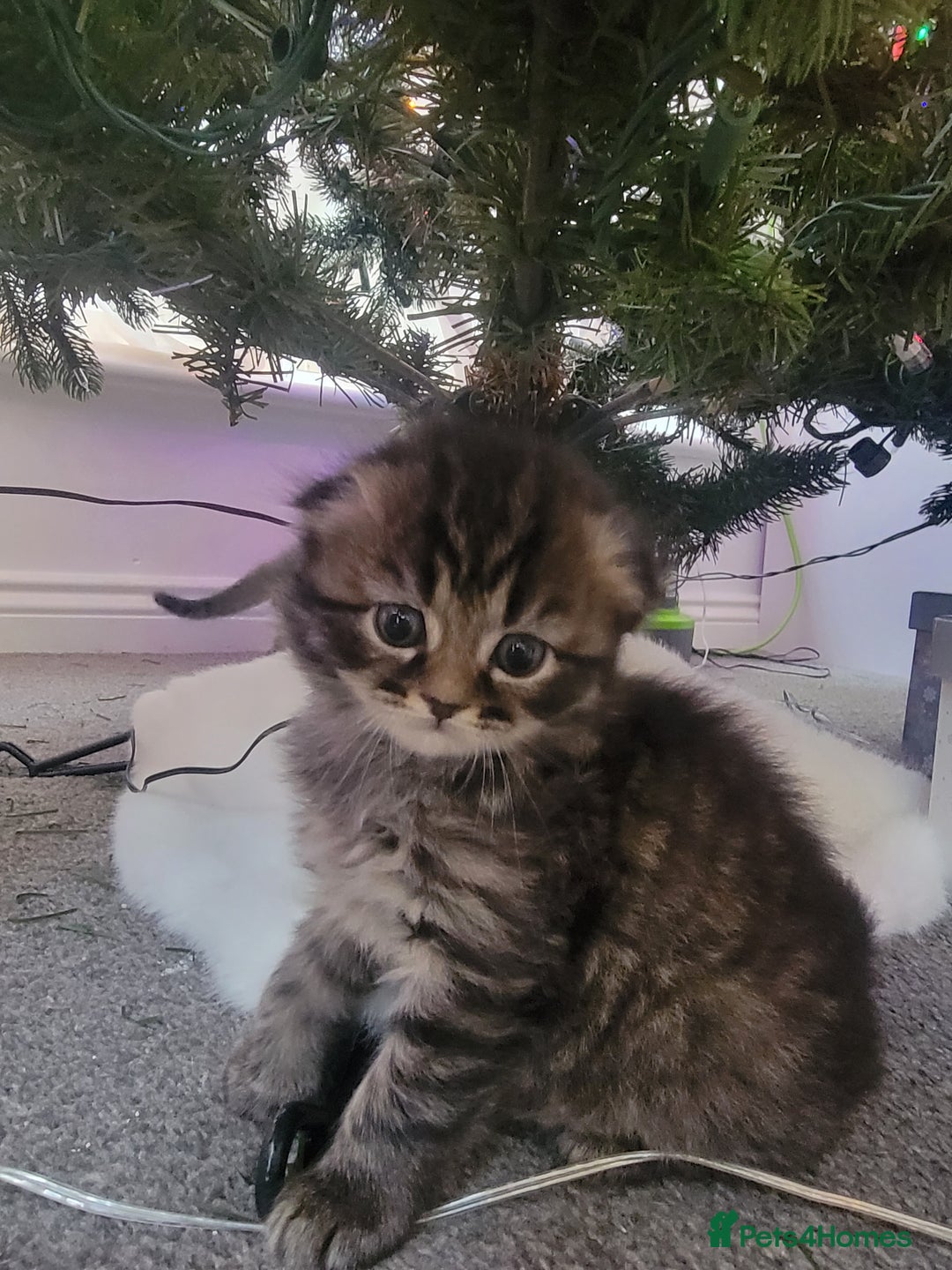 Scottish Fold cats for sale: Scottish fold - Advert 33