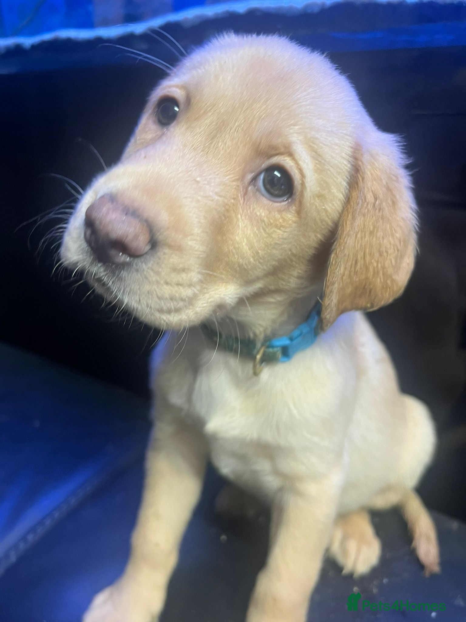 Labrador Retriever dogs 🐾❤️Beautiful Labrador puppies❤️🐾 - Advert 2