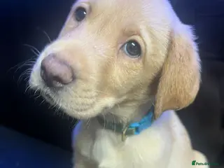 Labrador Retriever dogs 🐾❤️Beautiful Labrador puppies❤️🐾 - Advert 2