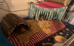 Guinea Pig rodents for sale: 1 male and 1 female guineapig  - Image 6