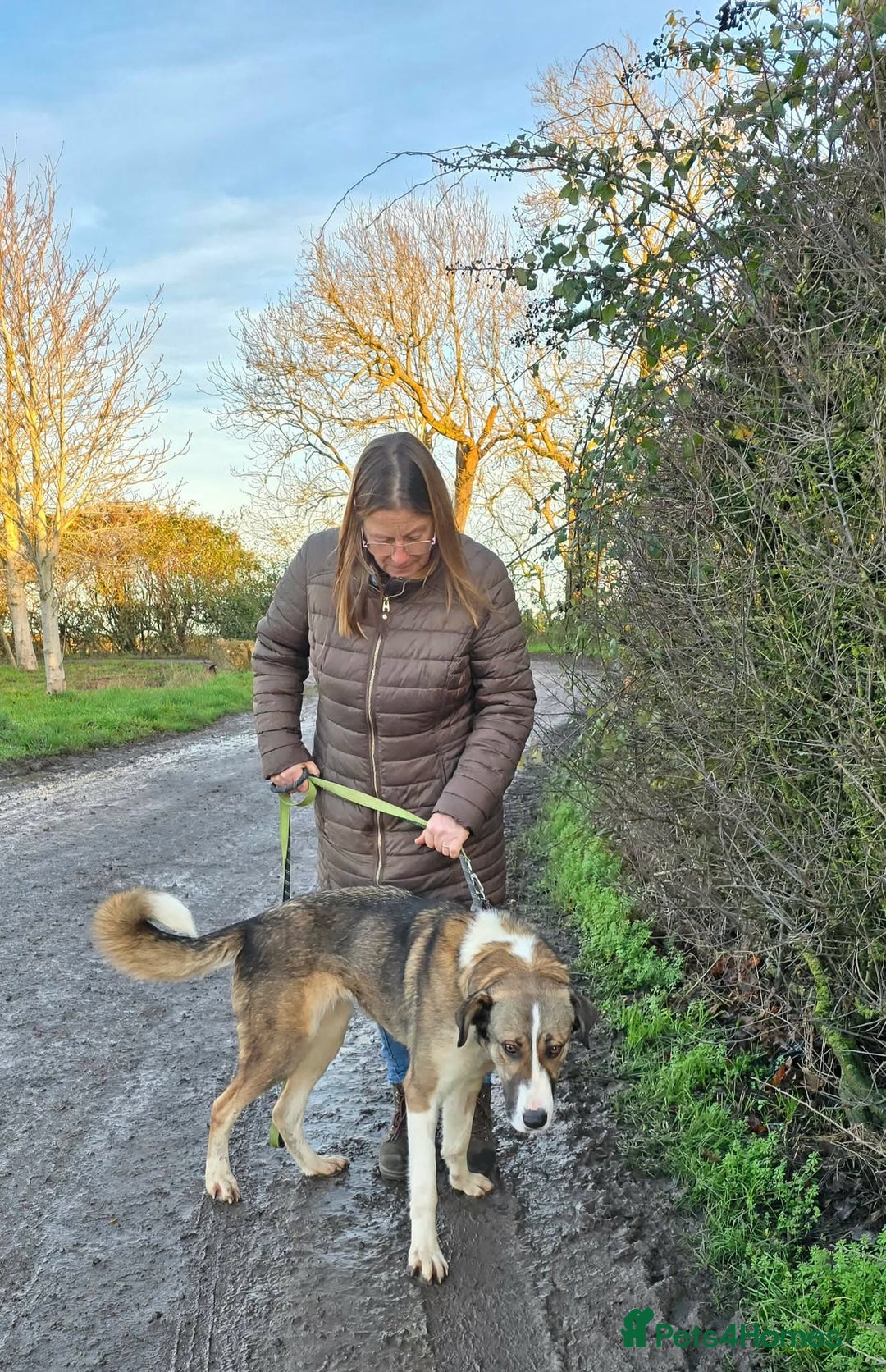 Mixed Breed dogs for adoption: BLANCA - Advert 6