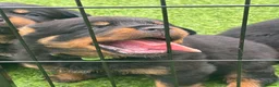 Rottweiler dogs for sale:     Premium KC Registered Rottweilers - Advert 3