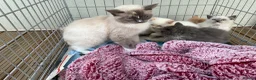 Ragdoll cats for sale: 5 ABSOLUTELY SYUNNING RAGDOLLS  - Advert 1