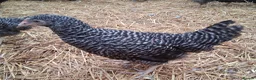 Chickens poultry for sale: Coloured hybrids pullets all female  - Advert 3