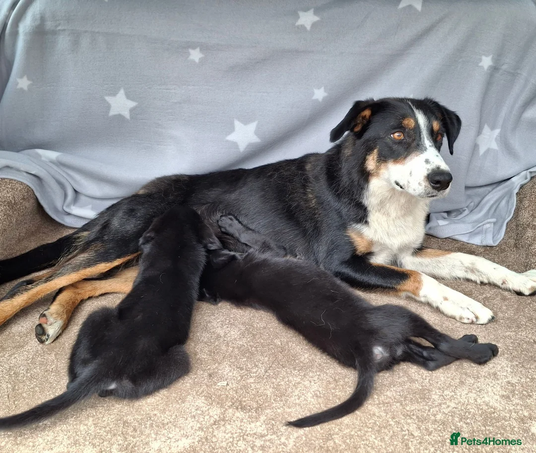 Mixed Breed dogs for sale: Flatcoated retriever x border collie puppies - Advert 15