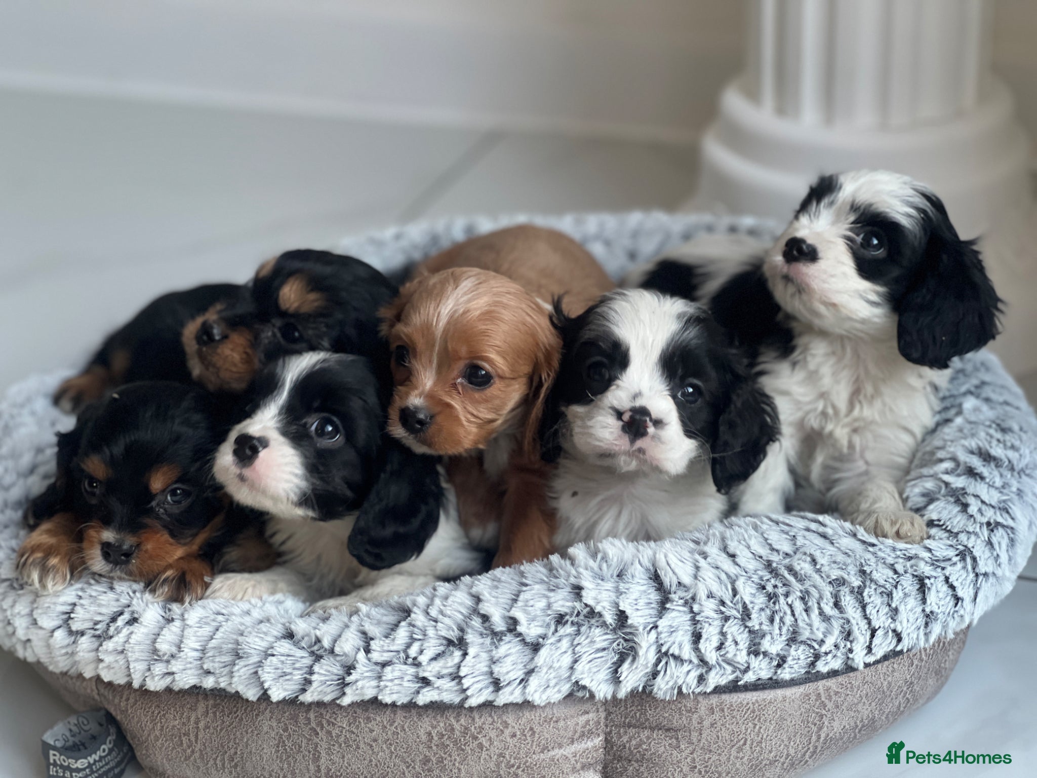 Cavapoo dogs 6 F1b Cavapoo puppies 🐾 - Advert 1