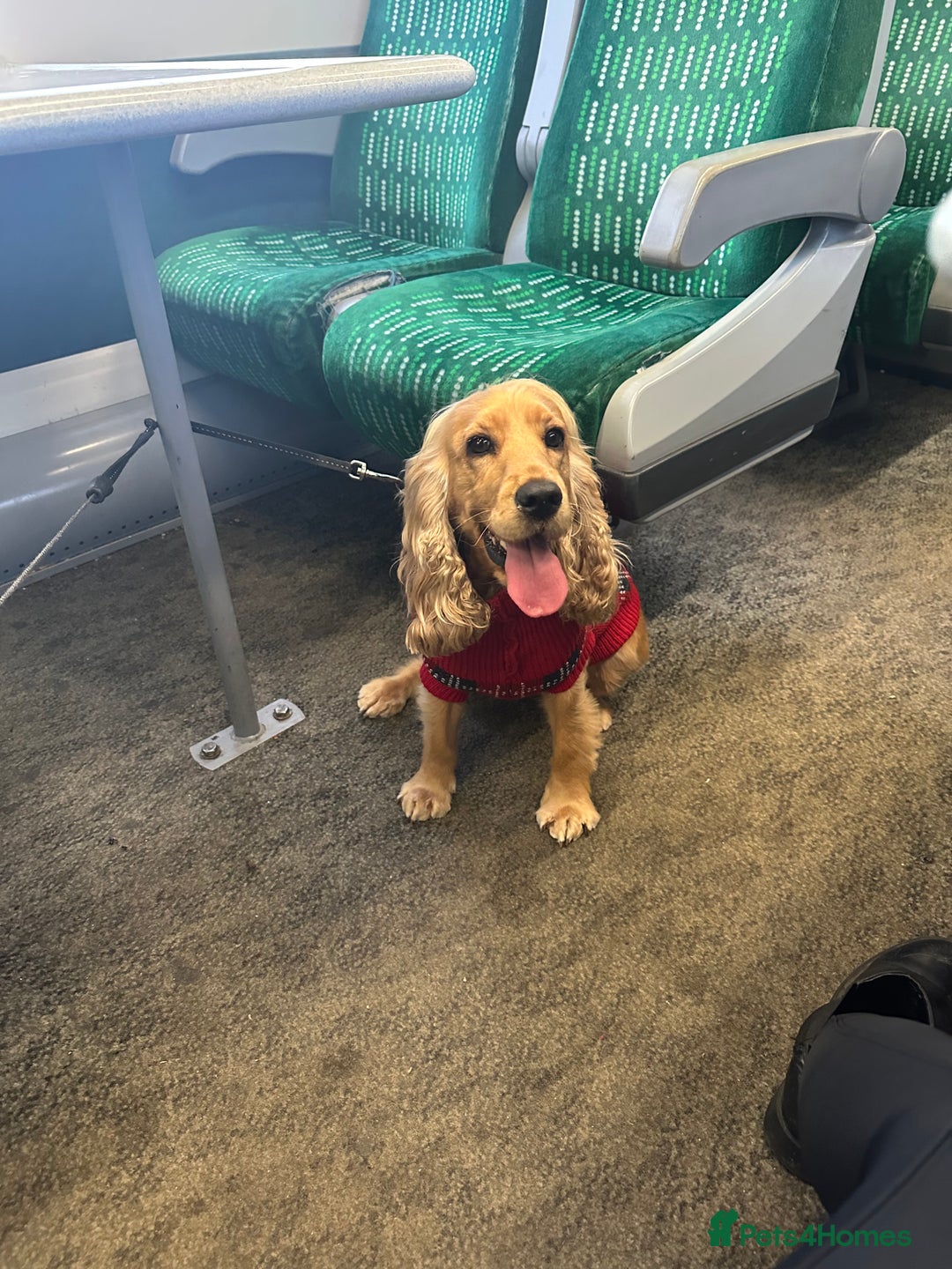 Cocker Spaniel dogs for sale: Lovely 3 year old Golden Cocker Spaniel  - Image 6