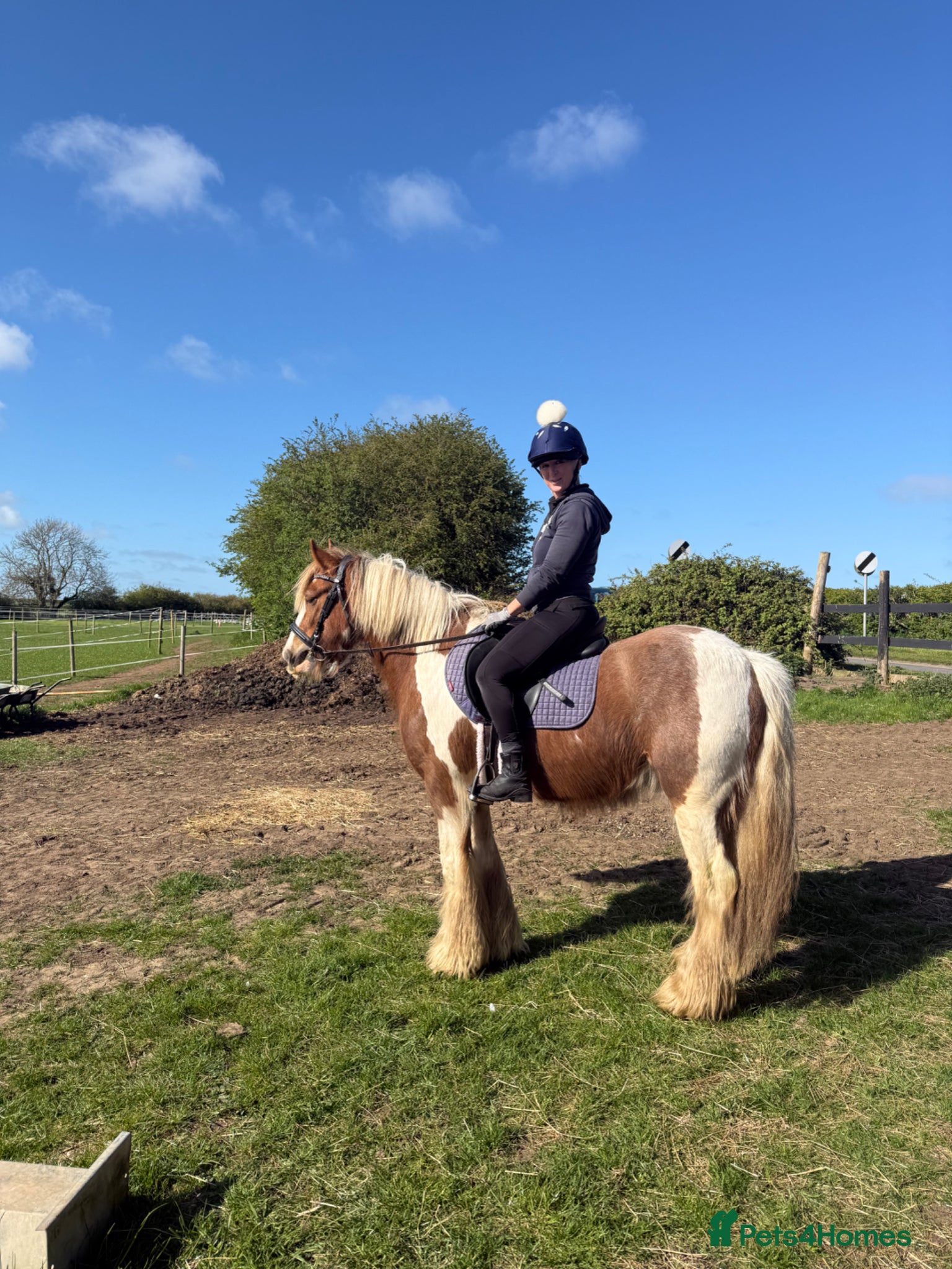 Irish Cob horses Skewbald stocky cob 14.3 - Advert 14