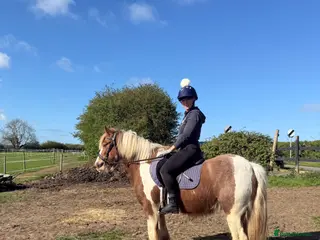 Irish Cob horses Skewbald stocky cob 14.3 - Advert 2