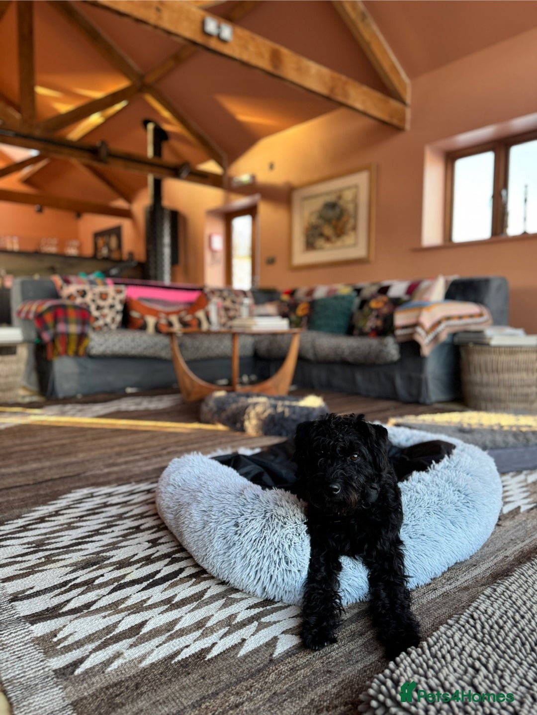 Patterdale Terrier dogs for sale: 🐾 Patterdale Terrier Looking for Loving Home 🐾 - Image 3