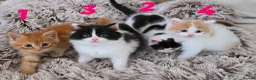 Mixed Breed cats for sale: Semi and long haired from Ragdoll mix Ginger White - Advert 1