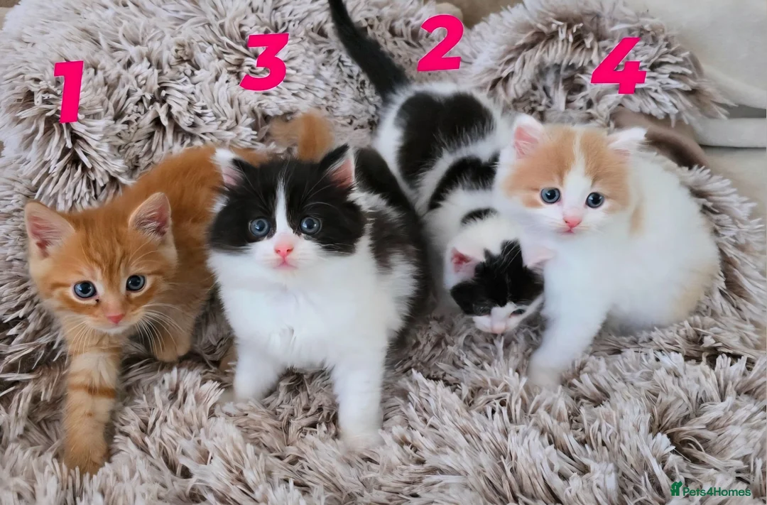 Mixed Breed cats for sale: Semi and long haired from Ragdoll mix Ginger White - Advert 1