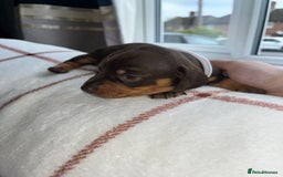 Miniature Dachshund dogs for sale: Beautiful Dachshund puppy’s  - Image 14