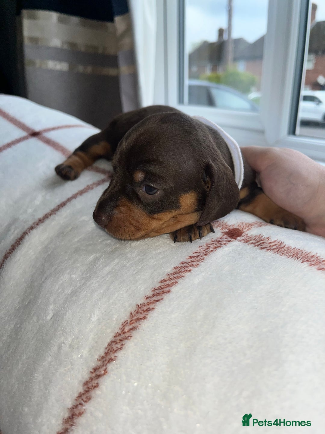 Miniature Dachshund dogs for sale: Beautiful Dachshund puppy’s  - Image 14