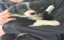 Border Collie dogs for sale: Border Collie puppies - Image 6