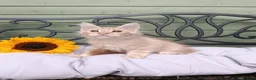 Maine Coon cats for sale: Stunning Champion-Line Maine Coons - Advert 3
