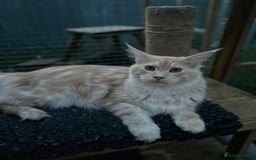 Maine Coon cats for sale: Active Maine Coon Stud for sale - Image 4