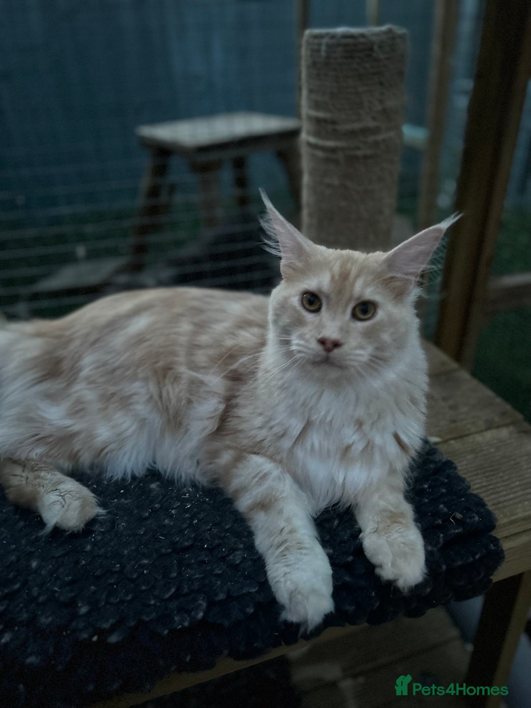 Maine Coon cats for sale: Active Maine Coon Stud for sale - Image 4