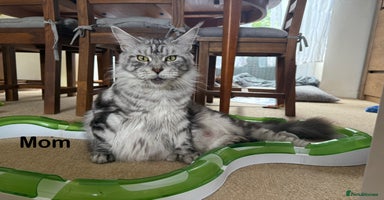 Maine Coon cats - Advert 11