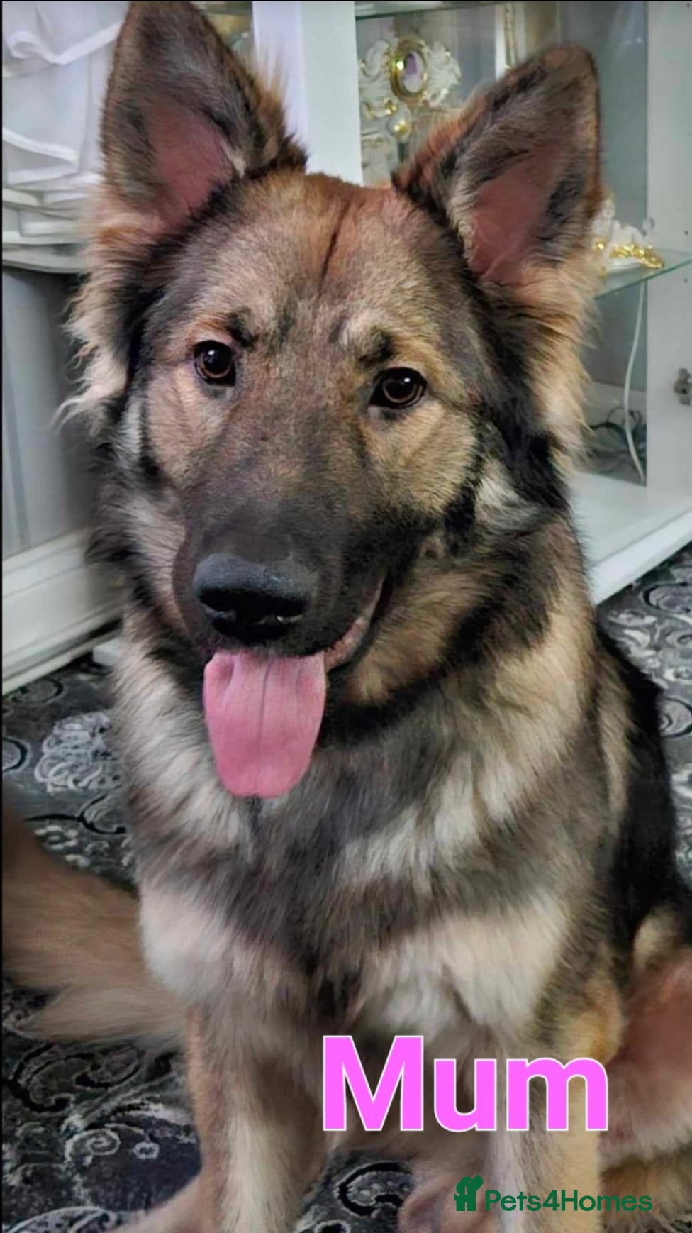 German Shepherd dogs German Shepherd Puppies - Advert 1