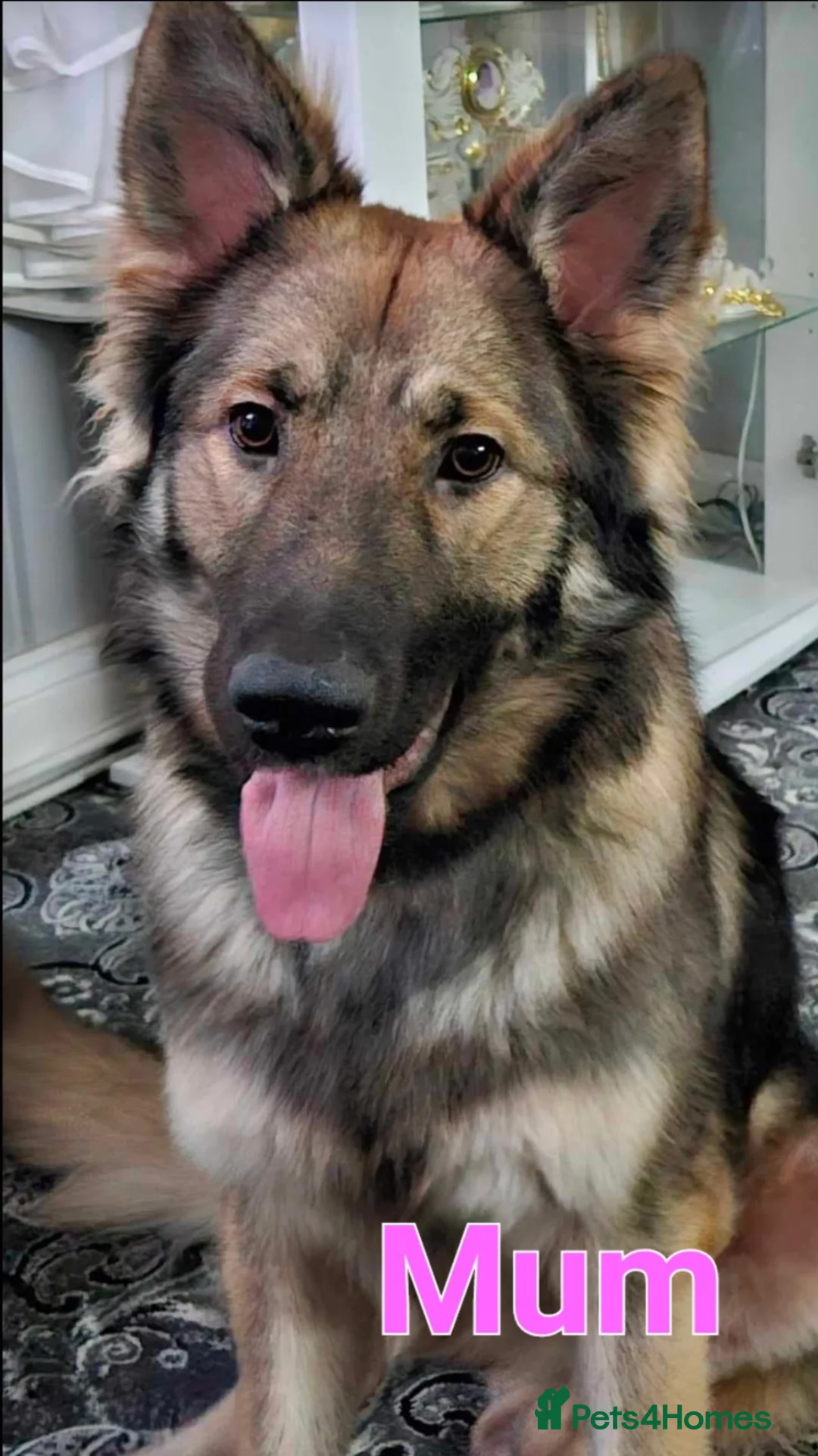 German Shepherd dogs for sale: German Shepherd Puppies - Advert 1