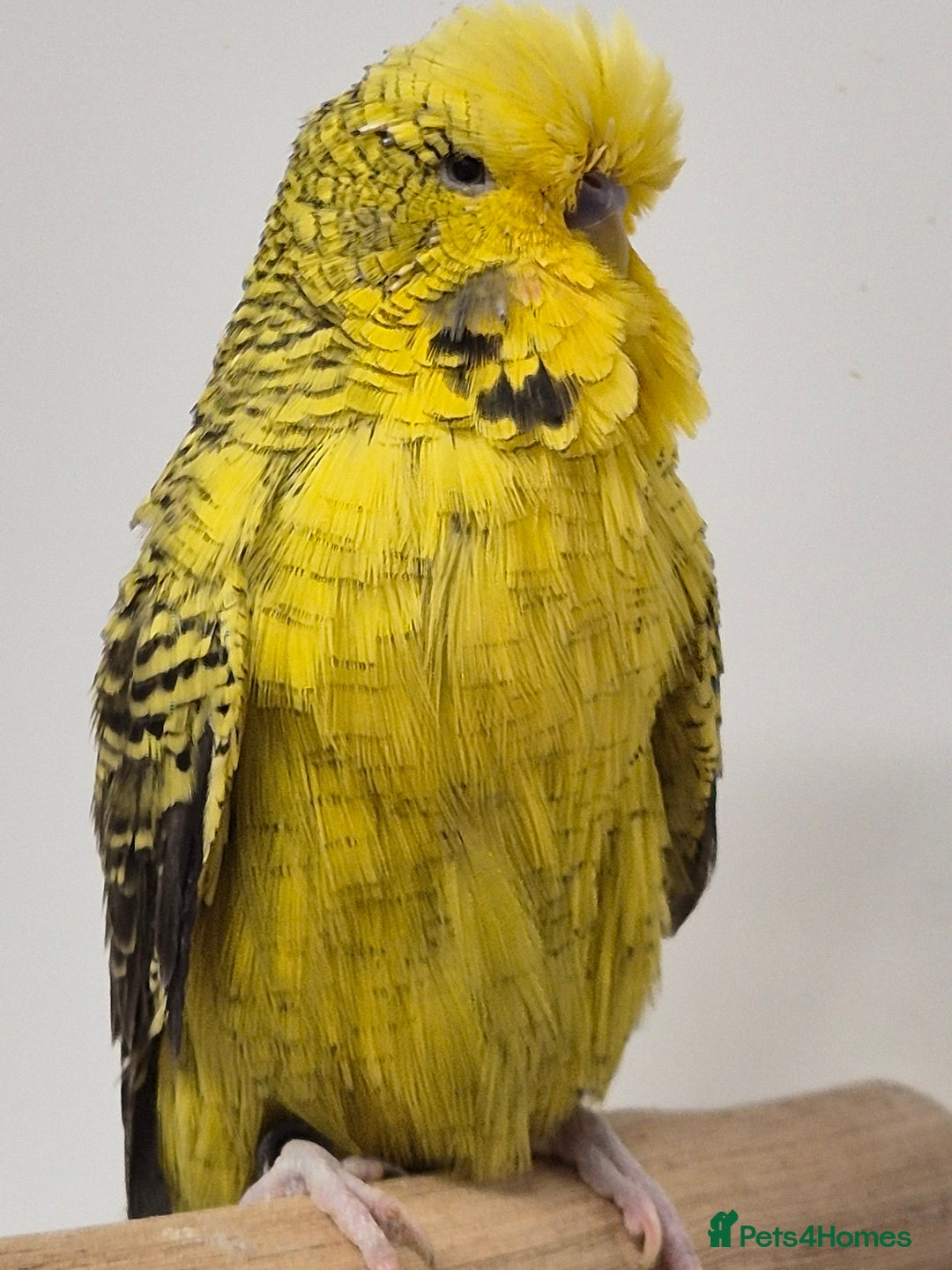 Budgerigars birds for sale: Tamed Rare budgie - Advert 1