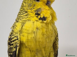 Budgerigars birds Tamed Rare budgie - Advert 7