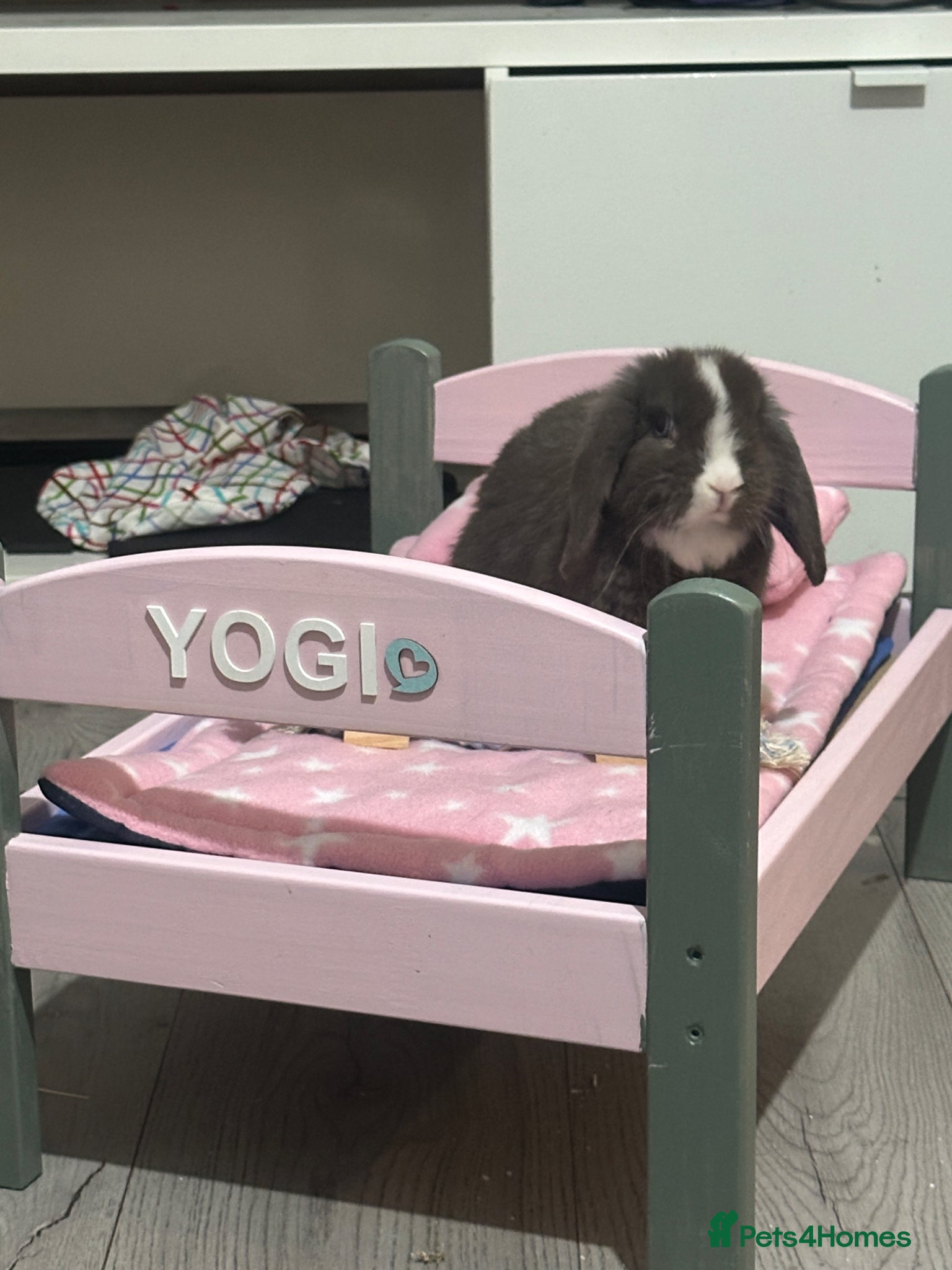 Mini Lop rabbits Gorgeous Chocolate Blue-Eyed Mini Lop Boy - Advert 6