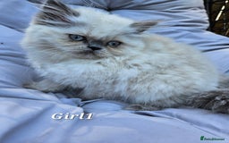 Persian cats for sale: PERSIAN HIMALAYAN Kittens for Sale!   - Image 18