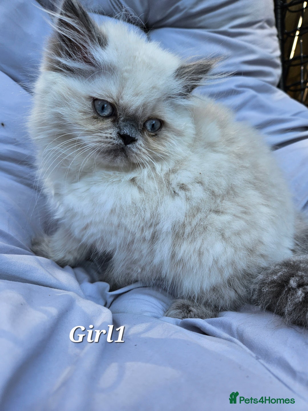 Persian cats for sale: PERSIAN HIMALAYAN Kittens for Sale!   - Image 18