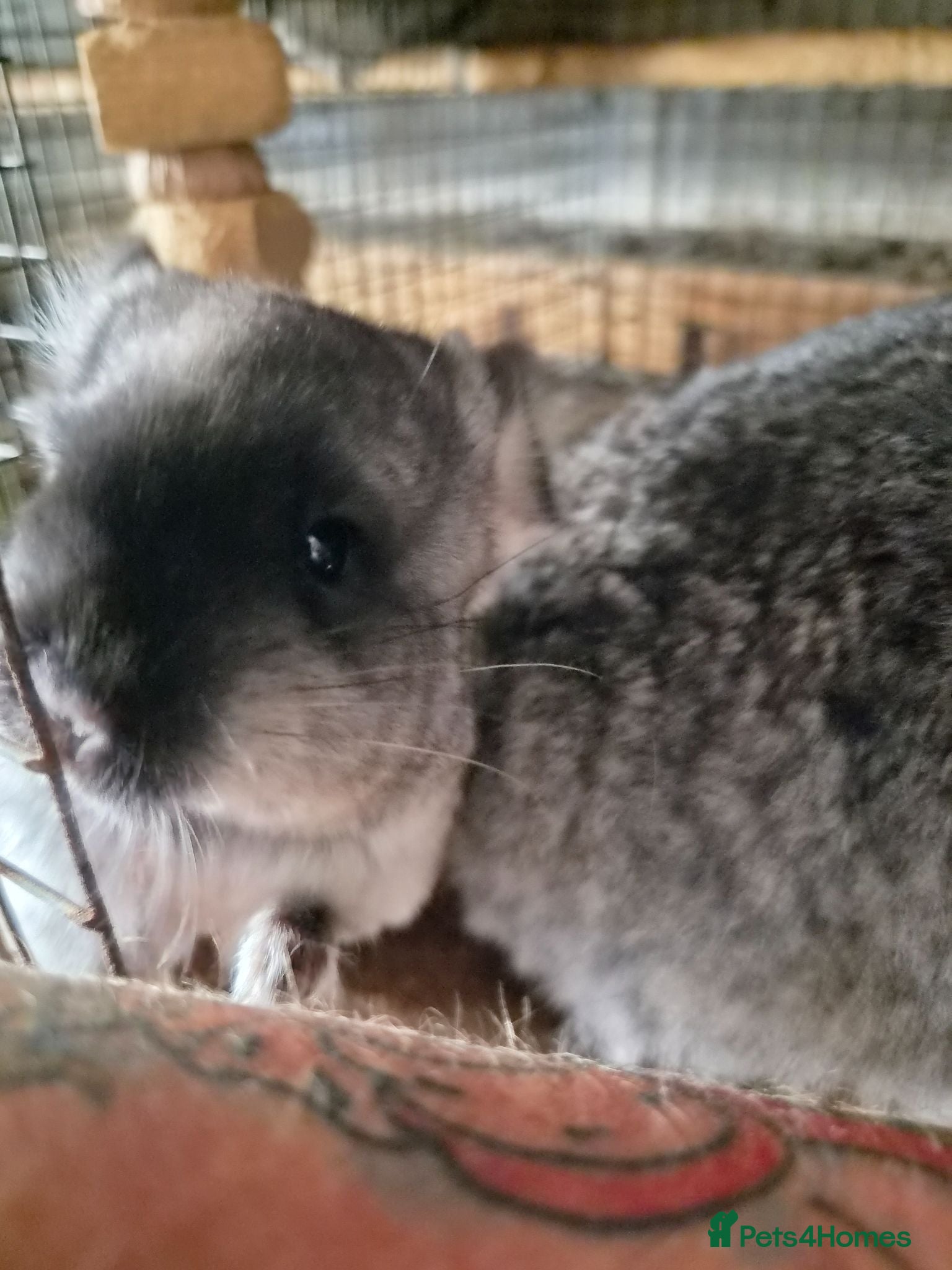 Chinchilla rodents Chinchillas  - Advert 2
