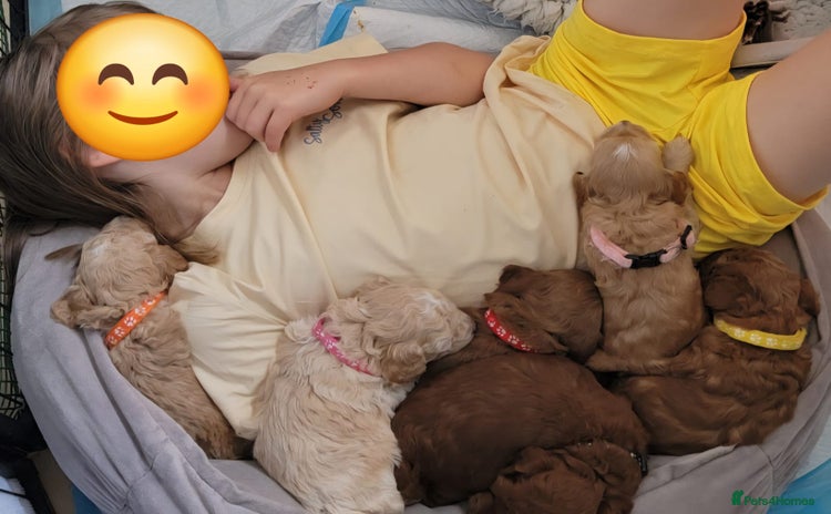 Maltipoo dogs - Advert 1