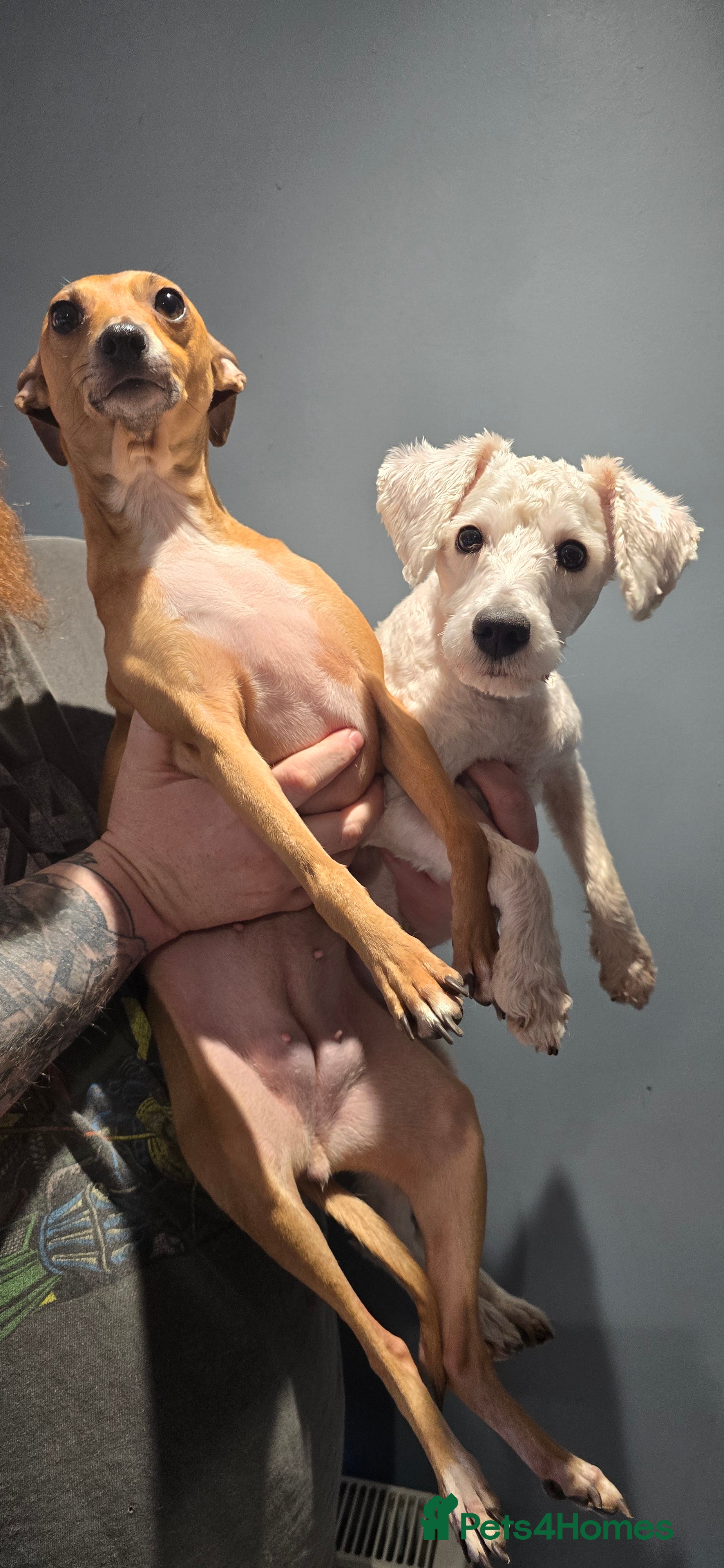 Mixed Breed dogs Italian Greyhound & Miniature Schnoodle - Advert 2