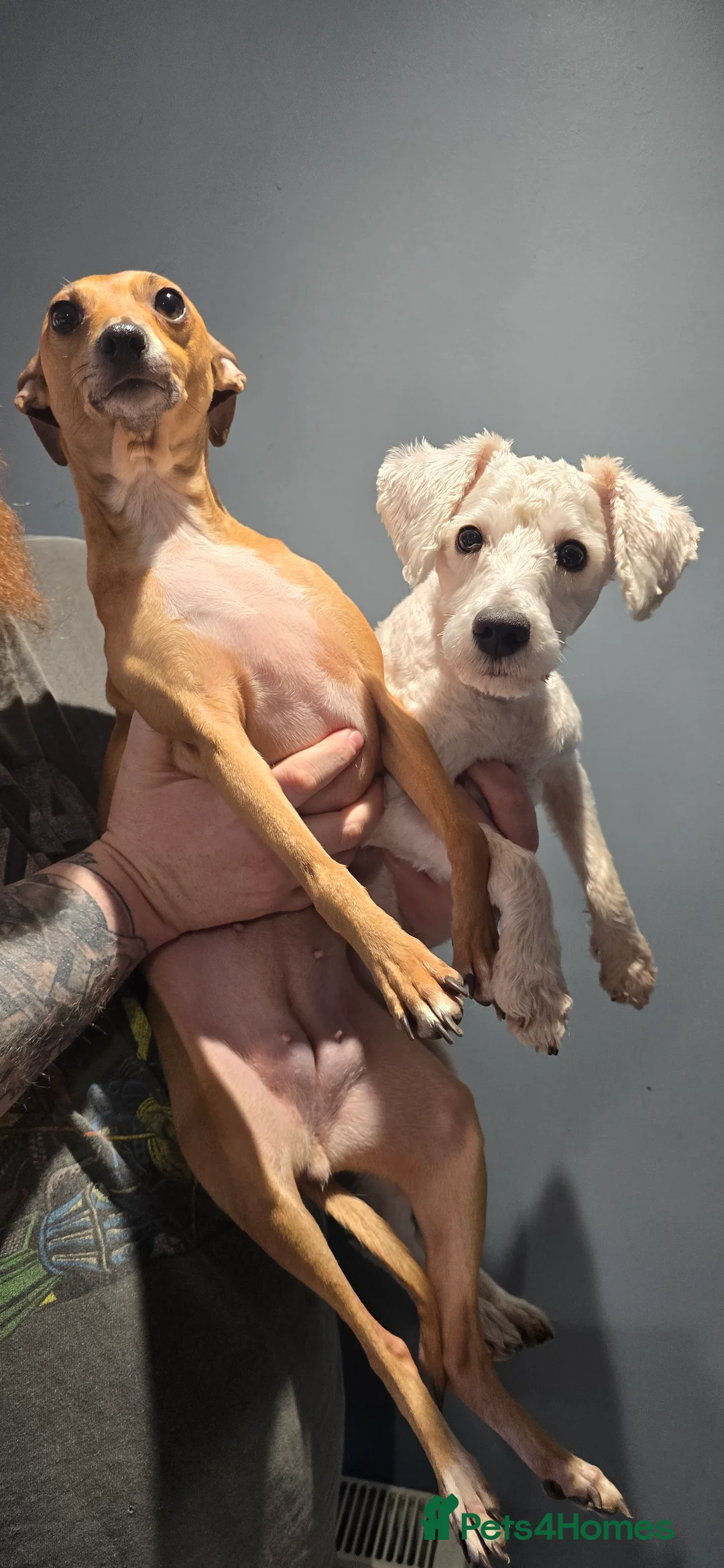 Mixed Breed dogs for sale: Italian Greyhound & Miniature Schnoodle - Advert 1