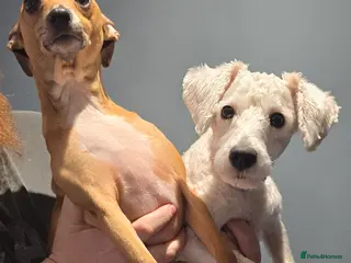 Mixed Breed dogs Italian Greyhound & Miniature Schnoodle - Advert 2