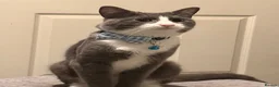 British Shorthair cats for sale: Black & white boy and girl kittens  - Advert 2
