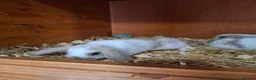 Mini Lop rabbits for sale: Mini lop bunnies  in Weston-super-Mare - Advert 5