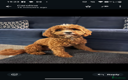 Cavapoo dogs for sale: Rare extensively health tested F1 cavapoos  - Image 34
