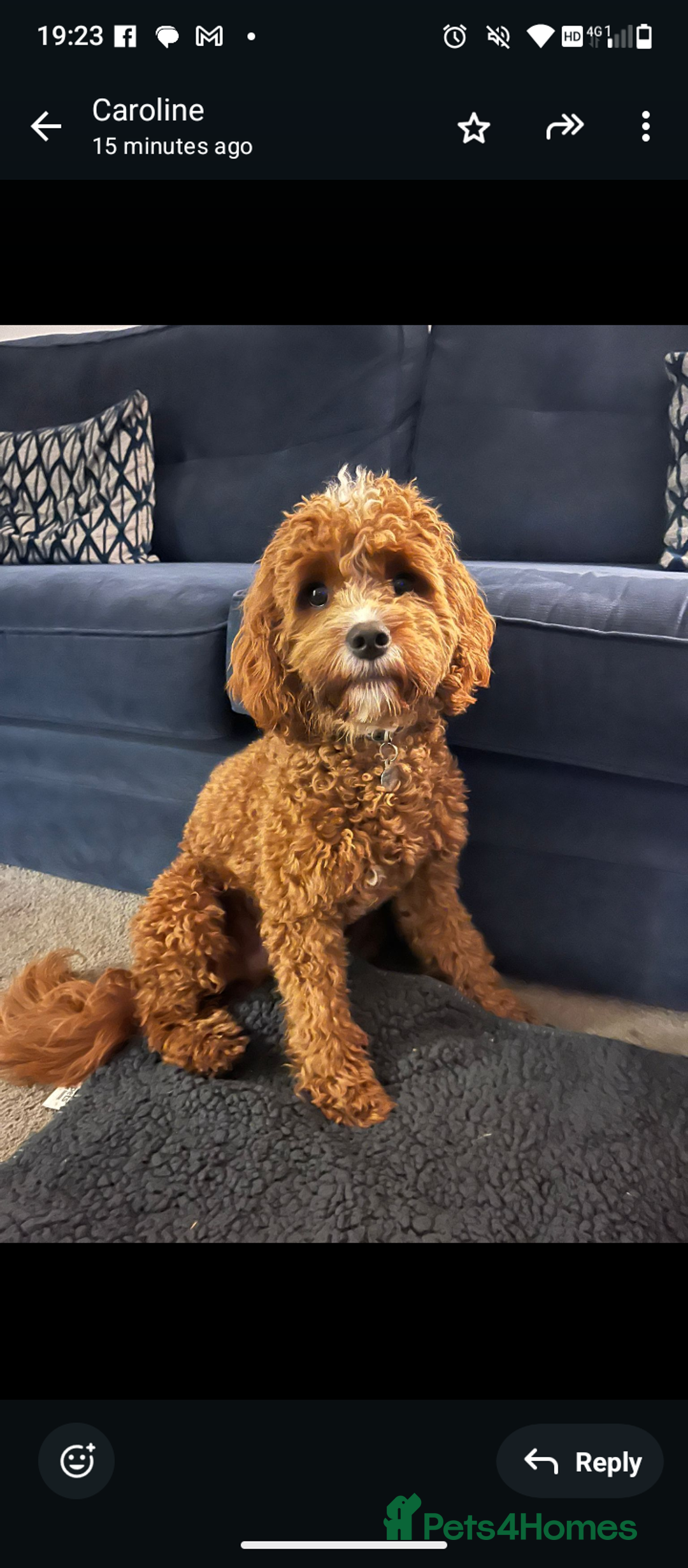 Cavapoo dogs for sale: Rare extensively health tested F1 cavapoos  - Image 34