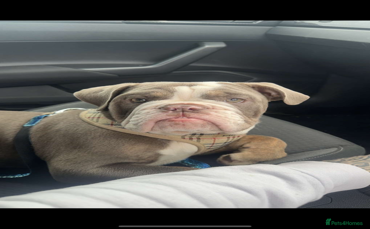 English Bulldog dogs English female bulldog  - Advert 10