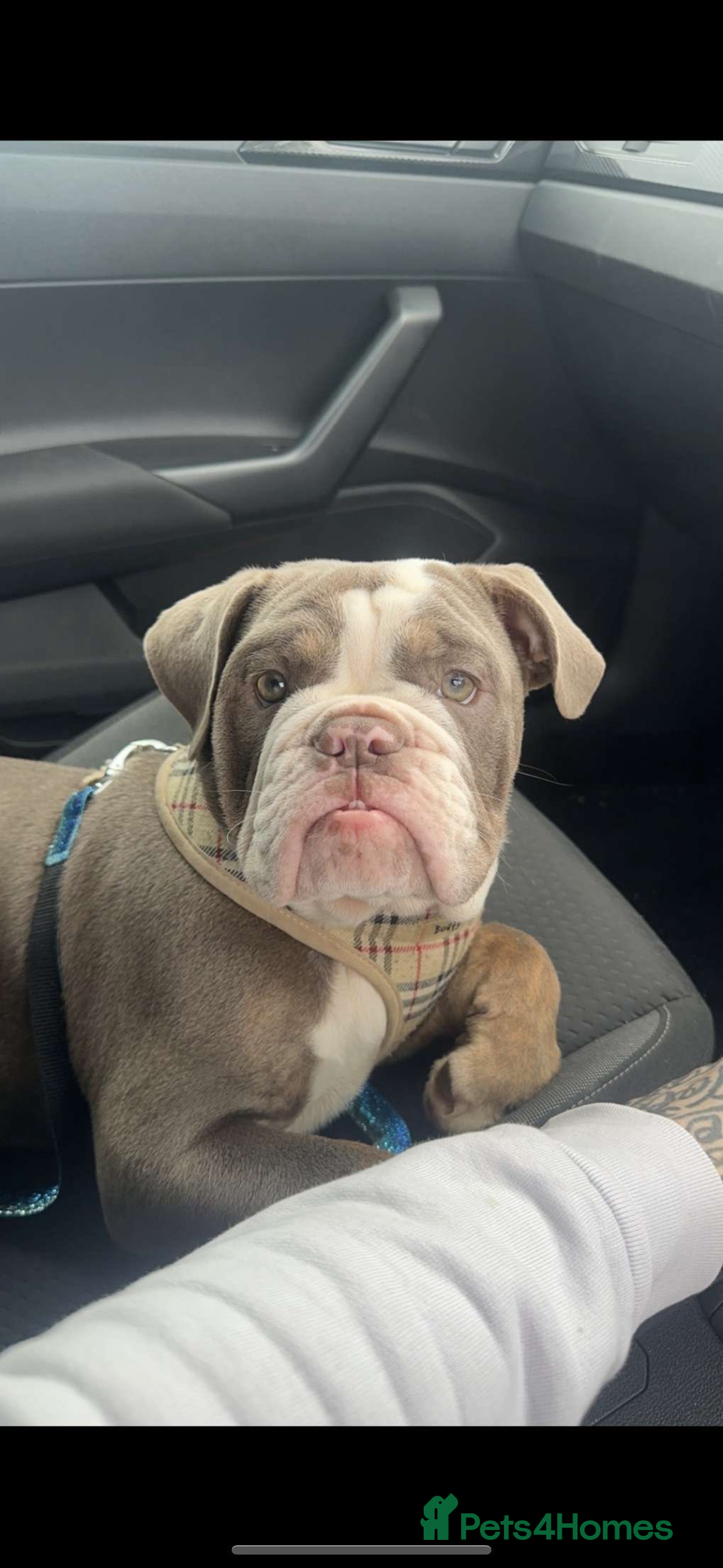 English Bulldog dogs for sale: English female bulldog  - Advert 1