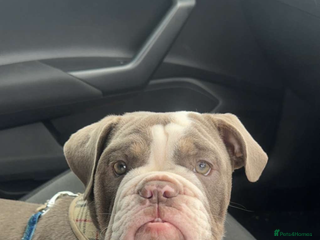 English Bulldog dogs English female bulldog - Advert 9